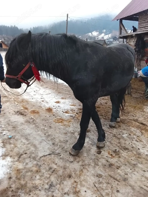 Armăsar 3 ani  - imagine 2