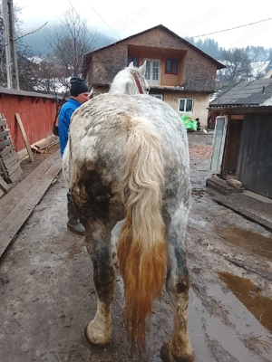 Iapă 9 ani gestanta în 8 luni  - imagine 3