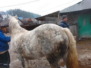 Iapă 9 ani gestanta în 8 luni 