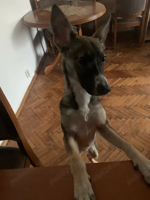 Dau spre adoptie cațelușă metis  - imagine 3