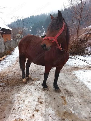 Iapă 9 ani gestanta în 8 luni  - imagine 2