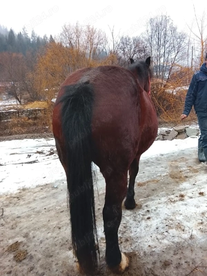Iapă 9 ani gestanta în 8 luni 