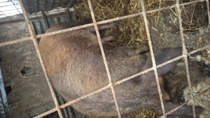 Vând scroafa gestanta  - imagine 2