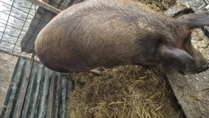 Vând scroafa gestanta  - imagine 3