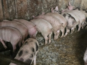 purcei 10 săptămâni  - imagine 3