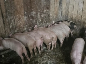 purcei 10 săptămâni  - imagine 4