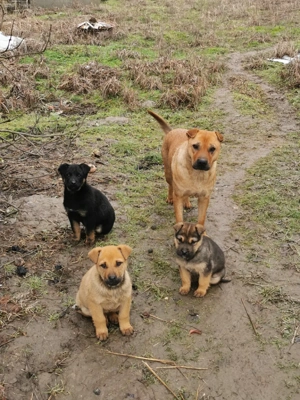 Catelusi pentru adoptie