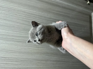 Pui scottish   scottish strike - imagine 4