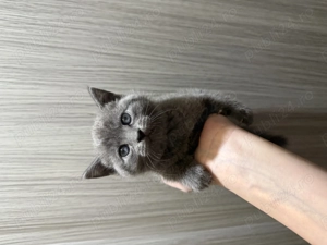 Pui scottish   scottish strike - imagine 3