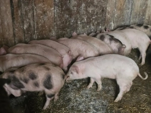 purcei 10 săptămâni  - imagine 5