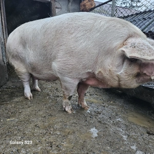 Porc crescut în gospodărie proprie - imagine 3
