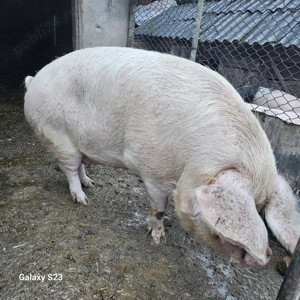 Porc crescut în gospodărie proprie - imagine 4