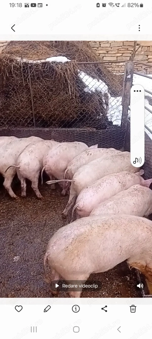 șoldani de vanzare - imagine 2