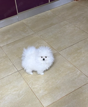 Pui Pomeranian  - CANISA - imagine 3