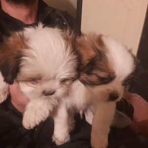 Shihtzu cu bichon