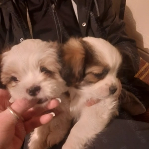 Shihtzu cu bichon - imagine 2