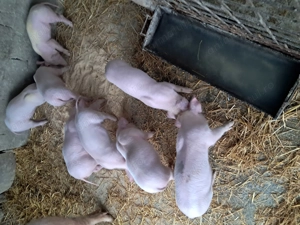 Purcei landrace de vînzare . - imagine 2