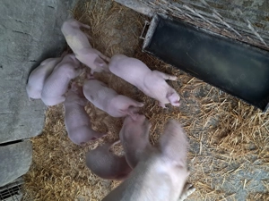 Purcei landrace de vînzare . - imagine 5