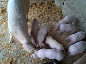 Purcei landrace de vînzare . - imagine 4