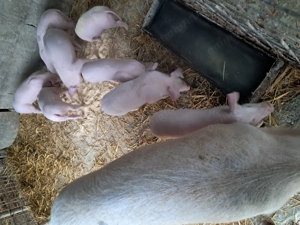 Purcei landrace de vînzare . - imagine 3