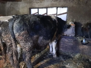 tauri de vanzare - imagine 5