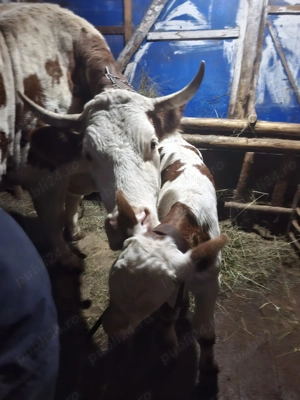 Vând vacă bălțată românească 