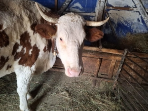 Vând vacă bălțată românească  - imagine 3