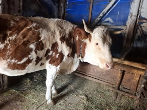 Vând vacă bălțată românească  - imagine 2