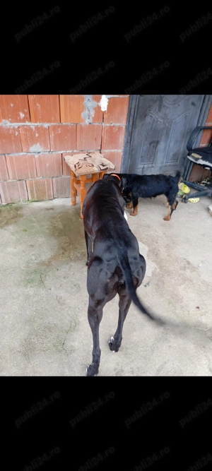 ogar Englez disponibil  - imagine 3