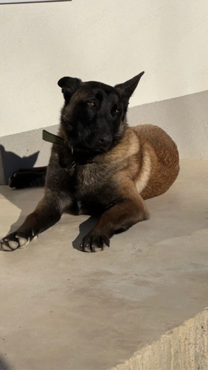 Vand Ciobanesc Belgian cu Pedigree - imagine 3