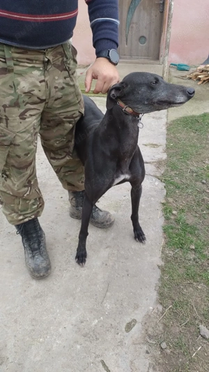 ogar Englez disponibil 