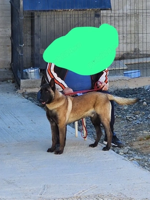 Vand Ciobanesc Belgian cu Pedigree - imagine 4