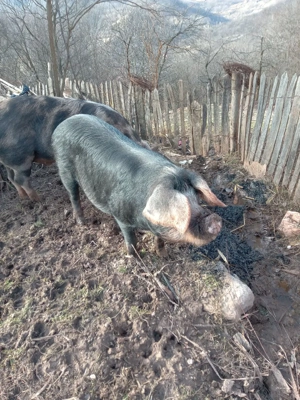 vând porci  - imagine 3