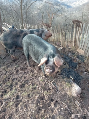 vând porci  - imagine 2