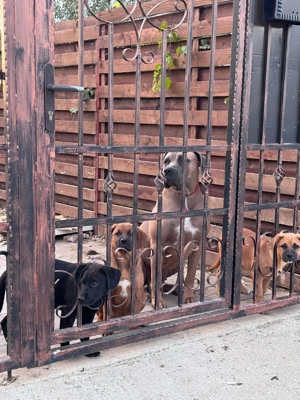 Catei de la mama cane corso spre adoptie - imagine 2