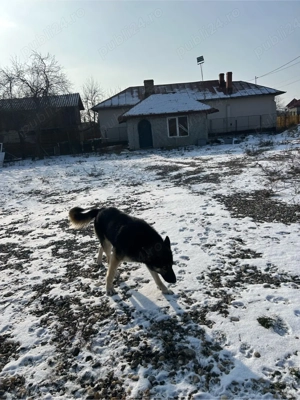 Casa si teren de vanzare - imagine 8