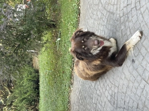 Donez câine Ciobănesc Australian 