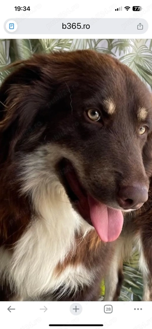 Donez câine Ciobănesc Australian  - imagine 5