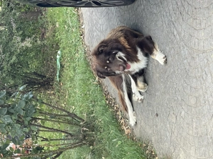 Donez câine Ciobănesc Australian  - imagine 2