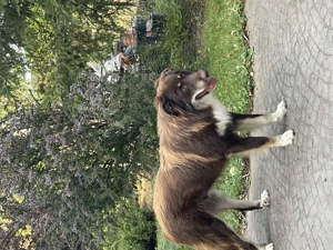 Donez câine Ciobănesc Australian  - imagine 4