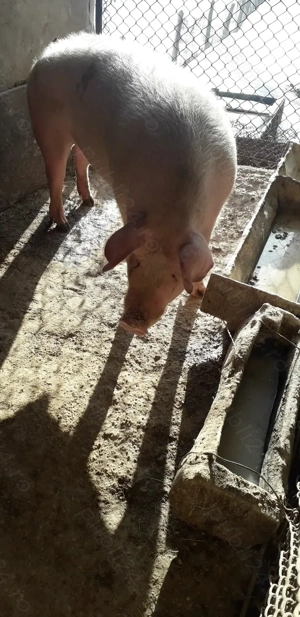 Vând porc de carne - imagine 3