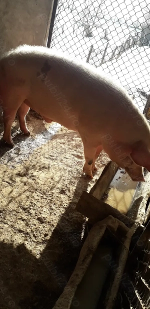 Vând porc de carne - imagine 2