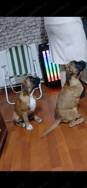 pui boxer german gold
