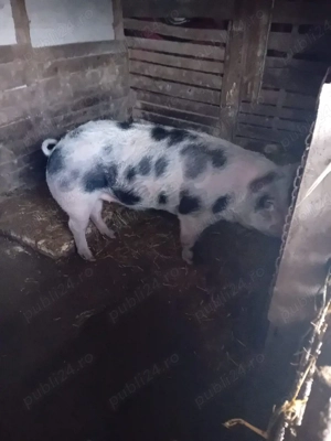 Vând porc  - imagine 2