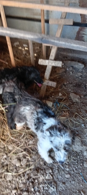 Vind căței de intors oi muddy original  - imagine 4