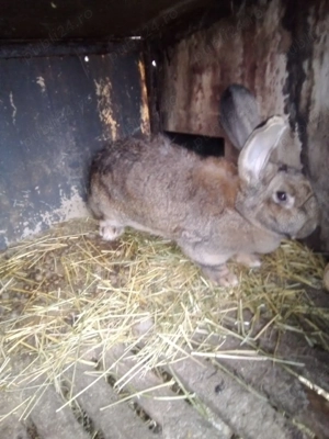 vând iepuri UG - imagine 4