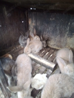 vând iepuri UG - imagine 2