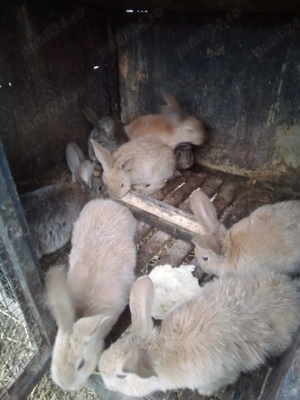 vând iepuri UG - imagine 3