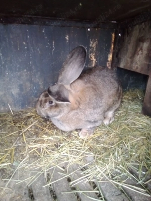 vând iepuri UG - imagine 5