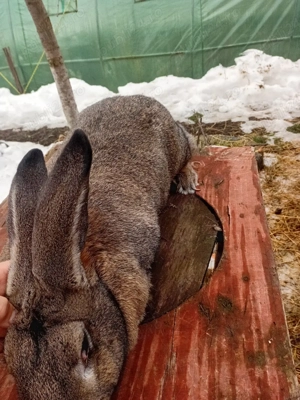 vind iepuroaica de comun  - imagine 3